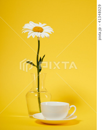 flower is in vase on blank background 41348029