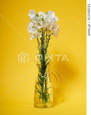 flower is in vase on blank backgroundの写真素材 [41348033] - PIXTA