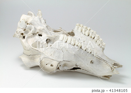 動物、鹿の頭蓋骨、シカの骨の写真素材 [41348105] - PIXTA