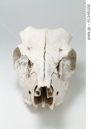 動物 鹿の頭蓋骨 シカの骨の写真素材