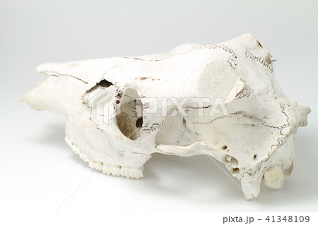 動物、鹿の頭蓋骨、シカの骨の写真素材 [41348109] - PIXTA
