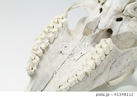 動物、鹿の頭蓋骨、シカの骨の写真素材 [41348112] - PIXTA