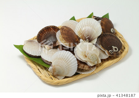 北海道産ホタテの稚貝の写真素材