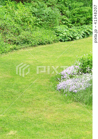 新緑、手造りの芝生、庭、種を蒔いて造った広い芝生、個人宅の芝生の庭 41348207