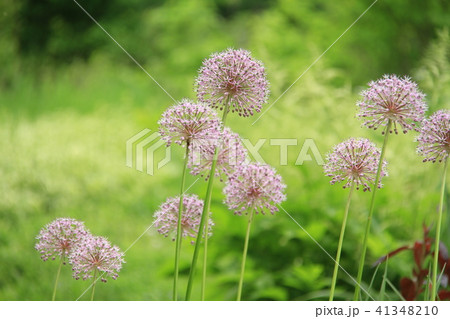 春の花、初夏の花、ピンクの丸い花 春の花、初夏の花、ピンクの丸い花 41348210