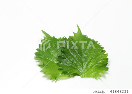 葉物野菜、大葉、青紫蘇、盛り付け用下敷き 葉物野菜、大葉、青紫蘇、盛り付け用下敷き 41348231