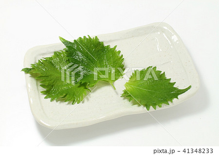 葉物野菜、大葉、青紫蘇、盛り付け用下敷き 41348233