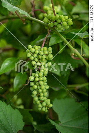 山葡萄の若い実 山葡萄の若い実 41348670