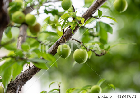スモモの若い実 41348671