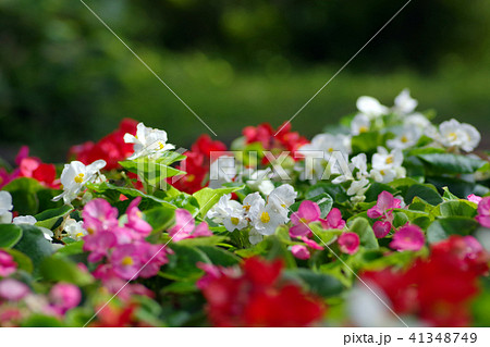 ベゴニアの花壇の写真素材
