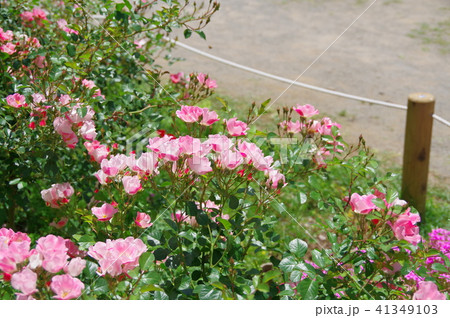 ピンクの薔薇 ピンクの薔薇 41349103