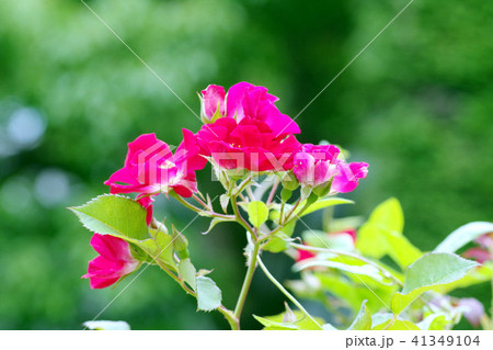 ショッキングピンクの花 ショッキングピンクの花 41349104