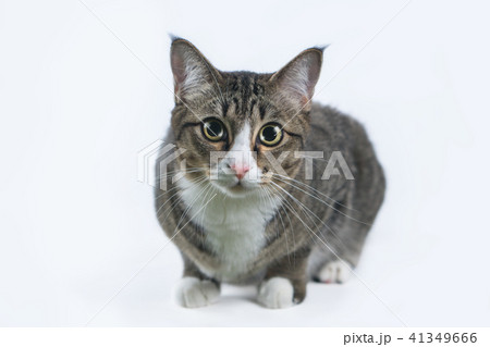The cat is looking forward and looking cute. 41349666