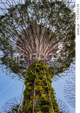 detail of the park gardens by the bay singapore detail of the park gardens by the bay singapore 41350216