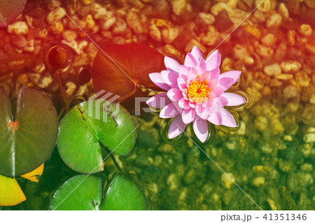 Water lily bloom, natural swimming pool relaxation 41351346