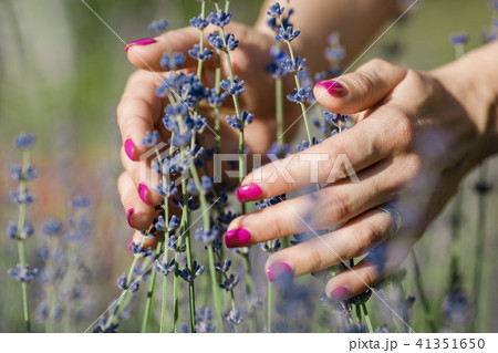 Female hand touching lavender flowers 41351650