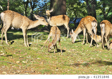 新生子鹿 41351846