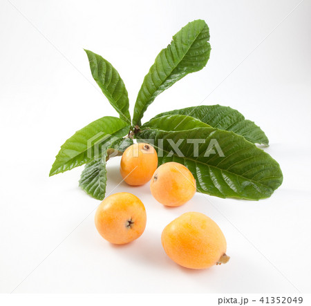 びわ びわ 41352049