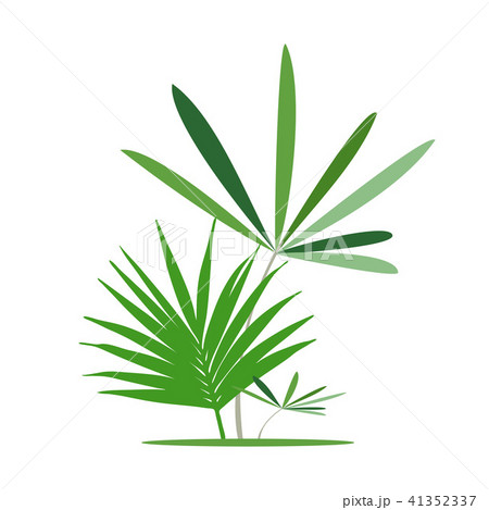 Green exotic leaves, banana leaf. Vector illustration. 41352337