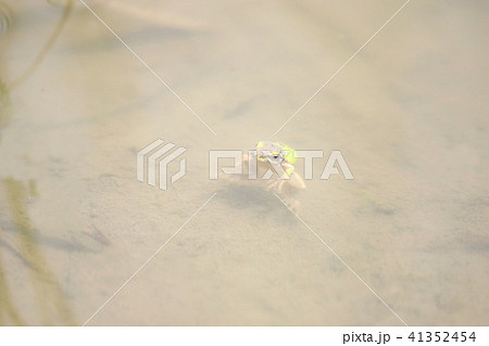 頭に泥をのせ 浮ぶ淡い薄緑色の小さいカエルの写真素材