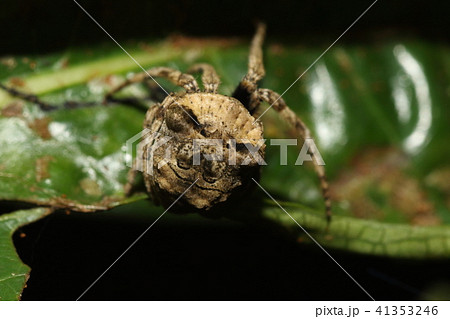 生き物 蜘蛛 ゲホウグモ 夜の石垣島 怒ったシーサーの顔のような模様ですの写真素材