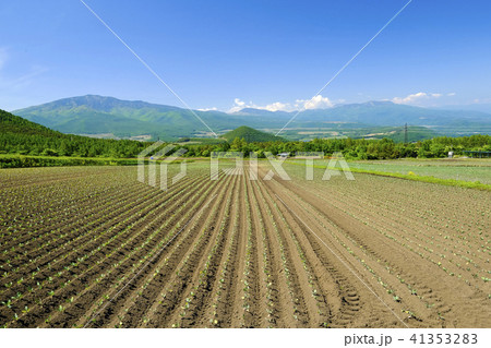 キャベツ苗のライン キャベツ苗のライン 41353283