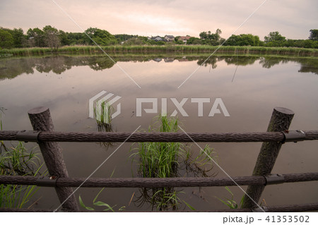 茂林寺沼湿原  群馬県館林市 茂林寺沼湿原  群馬県館林市 41353502
