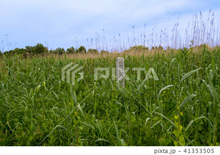 茂林寺沼湿原　　群馬県館林市 41353505
