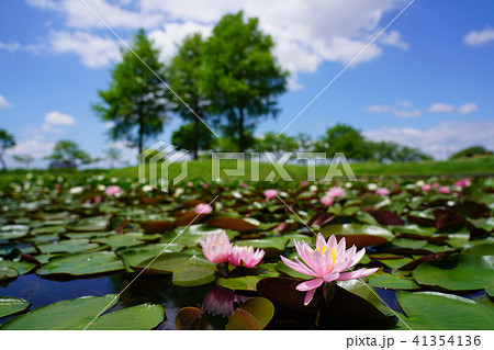 スイレン 41354136