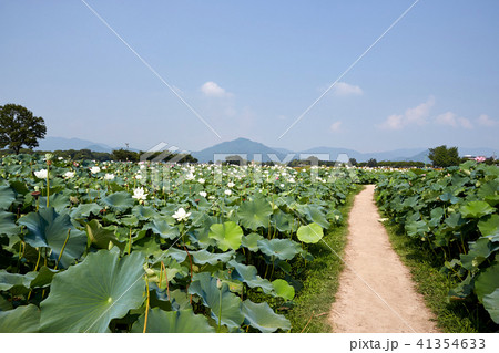 蓮 蓮の葉 慶州市 41354633
