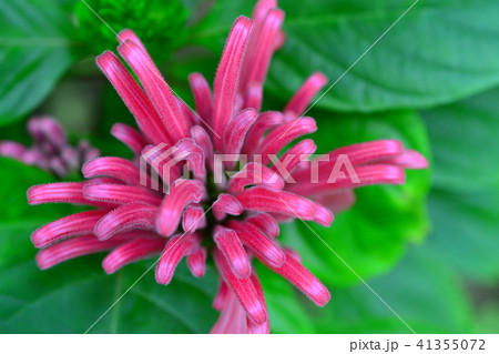 珊瑚花  41355072