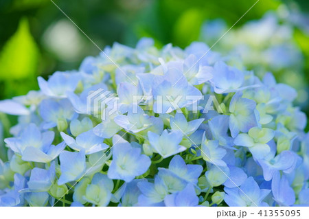 咲き始めのフレッシュなアジサイ・ブルー９ 41355095