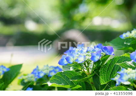 木津川市加茂恭仁京跡の紫陽花６ 41355096