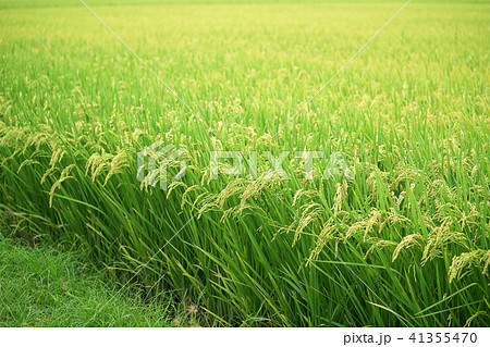 たんぼ 田んぼ 田圃 41355470