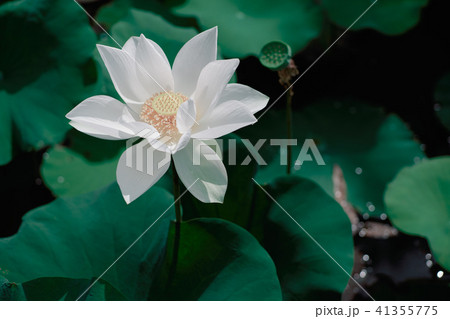 ハス スイレン 蓮 41355775