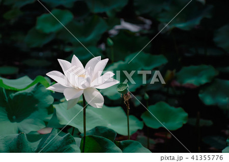 ハス スイレン 蓮 41355776