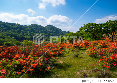 青空と新緑とレンゲツツジ咲く牧場 6月の赤城山　c-1 41355857