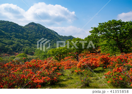 青空と新緑とレンゲツツジ咲く牧場 6月の赤城山　c-2 41355858
