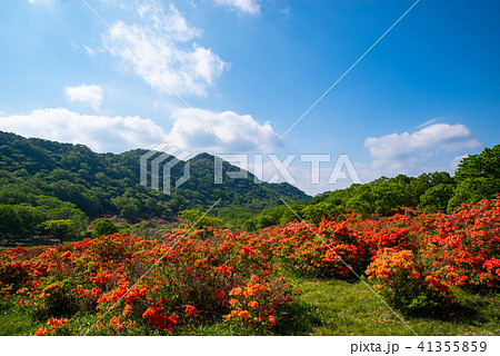 青空と新緑とレンゲツツジ咲く牧場 6月の赤城山　d 41355859