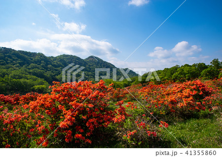 青空と新緑とレンゲツツジ咲く牧場 6月の赤城山　e 41355860