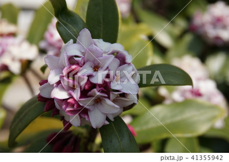 沈丁花 41355942