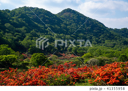 青空と新緑とレンゲツツジ咲く牧場 6月の赤城山 山裾のツツジの写真素材