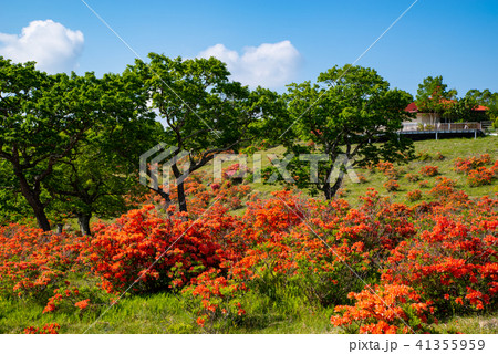青空と新緑とレンゲツツジ咲く牧場 6月の赤城山　丘の上の展望デッキ 41355959