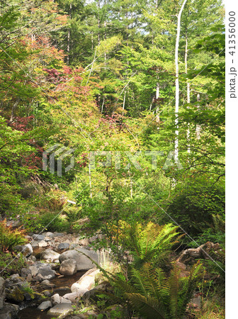 初秋の八千穂高原-17973 初秋の八千穂高原-17973 41356000