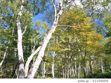 八千穂高原初秋の白樺林 の写真素材 八千穂高原初秋の白樺林 の写真素材