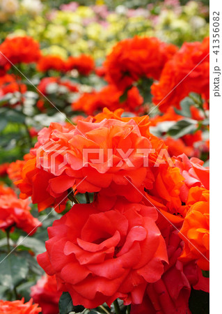 バラ園の花たち バラ園の花たち 41356082