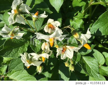 シャドークインじゃがいも花 41356113