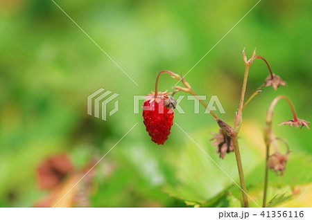 蛇イチゴ 41356116