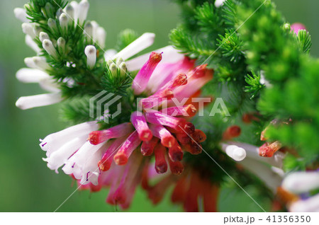 エリカ エリカ 41356350