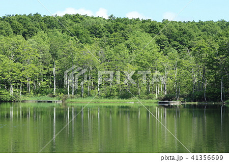 新潟県　糸魚川市　白池 41356699